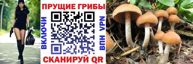 МЕГА как войти  Орёл  Псилоцибиновые грибы Psilocybine cubensis 
